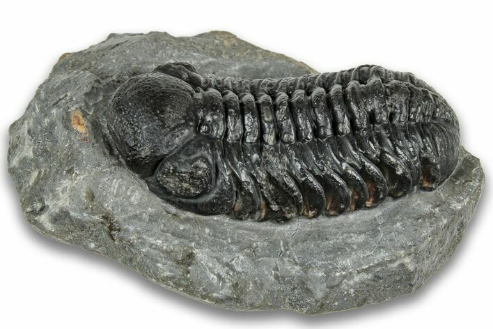 Detailed Austerops Trilobite - Ofaten, Morocco #323568